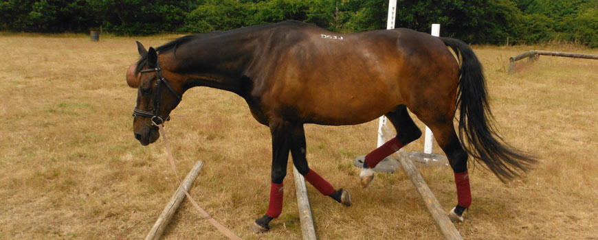 Equine Physio Exercises Suffolk