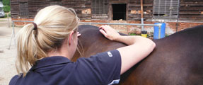 Horse Physiotherapy