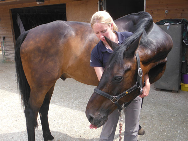 Equine Physiotherapy Suffolk